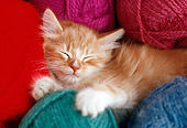 CAT 03 GR0928 01
Close-Up Of Kitten Sleeping In Balls Of Yarn