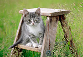 CAT 03 GR0932 01
Gray And White Kitten Sitting On Step Ladder In Tall Grass