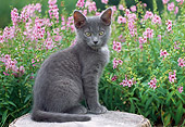 CAT 03 GR0934 01
Gray Kitten Sitting On Stump In Garden