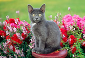 CAT 03 GR0942 01
Gray Kitten Sitting On Stool In Garden