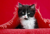 CAT 03 GR0944 01
Black And White Kitten Sitting Under Red Blanket