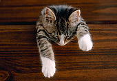 CAT 03 GR0948 01
Tabby Kitten Sleeping In Drawer