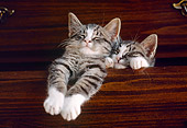 CAT 03 GR0949 01
Two Tabby Kittens Sleeping In Drawer