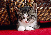 CAT 03 GR0950 01
Tabby Kitten Sleeping Under Chair
