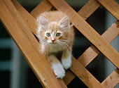 CAT 03 GR0953 01
Orange Tabby Kitten Climbing On Lattice Of Deck