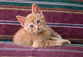 CAT 03 GR0954 01
Orange Tabby Kitten Resting On Pillow