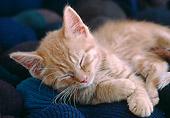 CAT 03 GR0955 01
Orange Tabby Kitten Sleeping On Blue Blanket