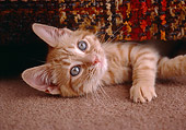 CAT 03 GR0956 01
Close-Up Of Orange Tabby Kitten Laying Under Chair