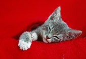 CAT 03 GR0961 01
Gray Kitten Sleeping Under Red Blanket