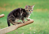 CAT 03 GR0967 01
Tabby Kitten Balancing On Arm Of Wheelbarrow
