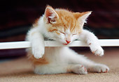 CAT 03 GR0969 01
Kitten Sleeping On Board On Carpet