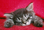 CAT 03 GR0974 01
Close-Up Of Tabby Kitten Sleeping Under Red Blanket