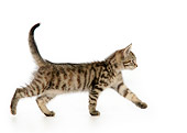 CAT 03 JD0006 01
Torbie Kitten Walking On White Seamless Profile