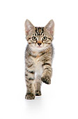 CAT 03 JD0007 01
Torbie Kitten Walking On White Seamless Head On