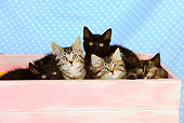 CAT 03 JD0008 01
Group Of Kittens Sitting In Pink Box