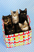 CAT 03 JD0009 01
Group Of Kittens Sitting In Colorful Basket