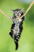 CAT 03 JD0010 01
Tabby Kitten Hanging On Rope Meowing