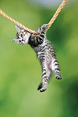 CAT 03 JD0011 01
Tabby Kitten Hanging On Rope