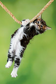 CAT 03 JD0012 01
Tabby And White Kitten Hanging On Rope