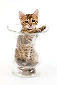 CAT 03 JE0004 01
Bengal Kitten Sitting In Glass Vase On White Seamless