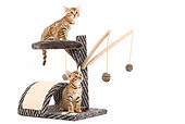 CAT 03 JE0005 01
Two Bengal Kittens Sitting On Scratching Post Seamless