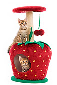 CAT 03 JE0006 01
Two Bengal Kittens Sitting On Strawberry Scratching Post Seamless