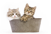 CAT 03 JE0007 01
British Longhair And Shorthair Kittens Sitting In Bowl Seamless