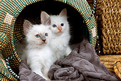 CAT 03 JE0008 01
Two Birman Kittens Sitting In Basket On Gray Blanket