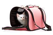 CAT 03 JE0009 01
Red Point Birman Kitten Sitting In Pink Carrier Seamless