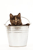 CAT 03 JE0010 01
Tortie British Shorthair Sitting In Metal Bucket On White Seamless