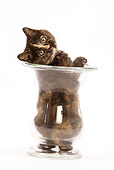 CAT 03 JE0011 01
Tortie British Shorthair Sitting In Glass Vase On White Seamless