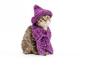 CAT 03 JE0012 01
Tabby British Shorthair Sitting Wearing Purple Hat And Scarf On White Seamless