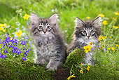 CAT 03 JE0013 01
Two Norwegian Forest Kittens Sitting By Mossy Log And Flowers