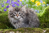 CAT 03 JE0014 01
Norwegian Forest Kitten Sitting By Mossy Log And Flowers