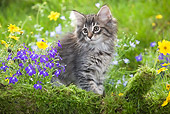CAT 03 JE0015 01
Norwegian Forest Kitten Sitting By Mossy Log And Flowers