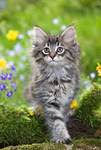 CAT 03 JE0016 01
Norwegian Forest Kitten Standing By Mossy Log And Flowers