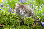 CAT 03 JE0017 01
Norwegian Forest Kitten Laying By Mossy Log And Flowers