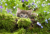 CAT 03 JE0018 01
Norwegian Forest Kitten Crouching Behind Mossy Log And Flowers