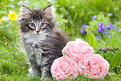 CAT 03 JE0022 01
Norwegian Forest Kitten Sitting On Grass By Flowers