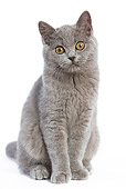 CAT 03 JE0024 01
British Shorthair Kitten Sitting On White Seamless