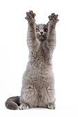 CAT 03 JE0025 01
British Shorthair Kitten Sitting Reaching Up On White Seamless