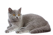 CAT 03 JE0027 01
British Shorthair Kitten Laying On White Seamless