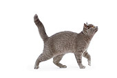 CAT 03 JE0028 01
British Shorthair Kitten Walking On White Seamless