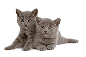 CAT 03 JE0029 01
Chartreux Kittens Laying On White Seamless