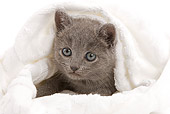 CAT 03 JE0030 01
Chartreux Kitten Laying In White Blanket