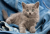 CAT 03 JE0031 01
Chartreux Kitten Laying On Jeans
