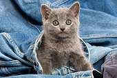 CAT 03 JE0032 01
Chartreux Kitten Sitting On Jeans
