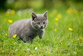 CAT 03 JE0033 01
Chartreux Kitten Walking On Grass