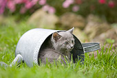 CAT 03 JE0034 01
Chartreux Kitten Laying In Watering Can On Grass