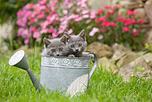 CAT 03 JE0035 01
Chartreux Kittens Peeking Out Of Watering Can On Grass
